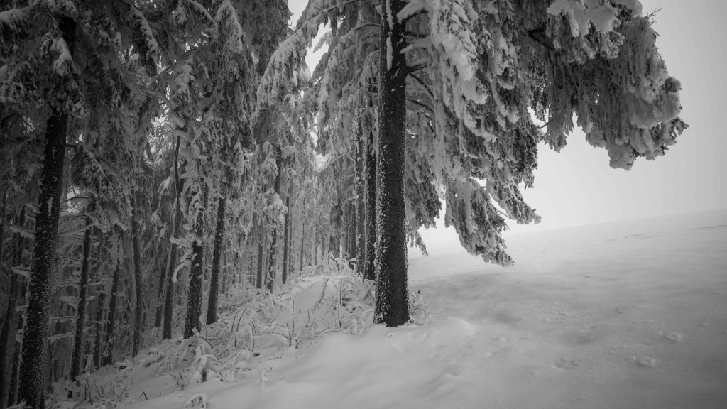 Startbild für die Galerie Natur