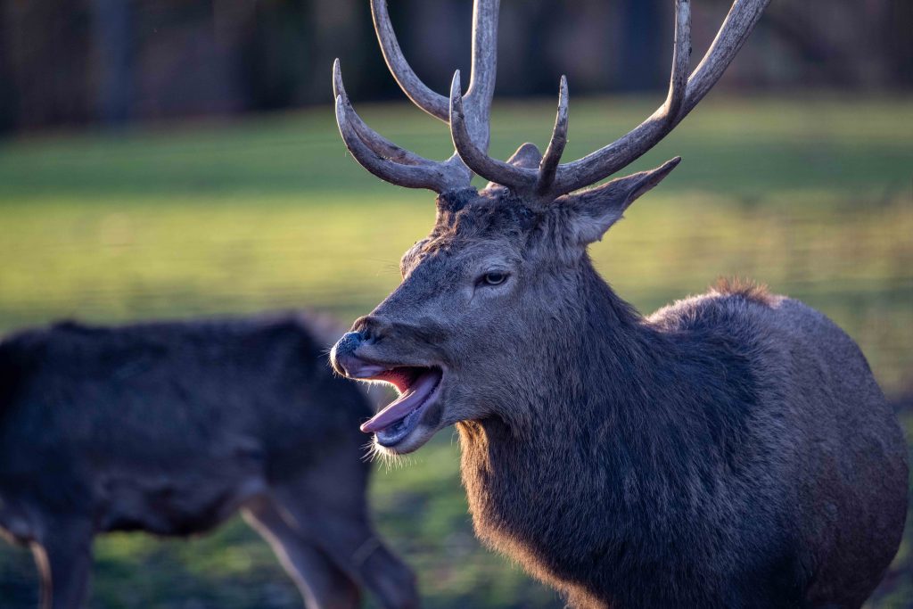 Startbild für die Galerie Tier