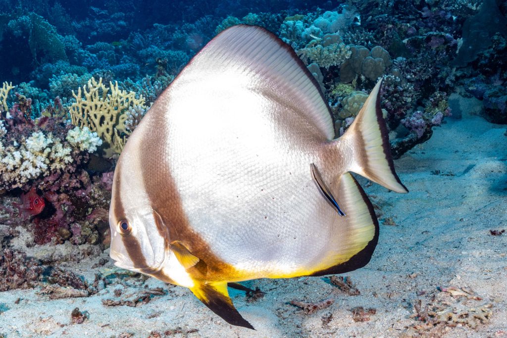 Startbild für die Galerie Unterwasser